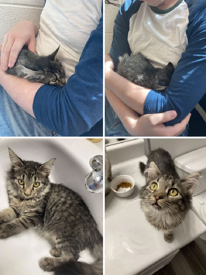 30 Before And After Pics Of Rescue Cats That Have Flourished Since Being Adopted (New Pics)