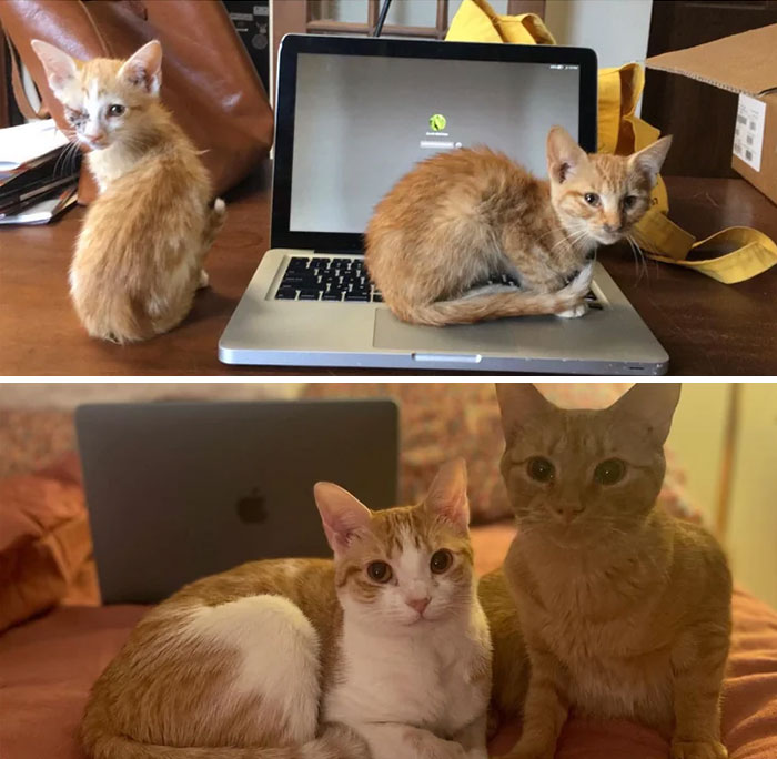 30 Before And After Pics Of Rescue Cats That Have Flourished Since Being Adopted (New Pics)