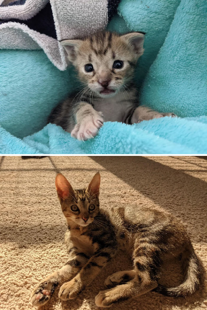 30 Before And After Pics Of Rescue Cats That Have Flourished Since Being Adopted (New Pics)