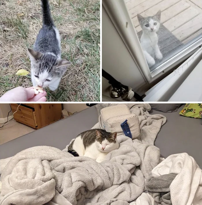 30 Before And After Pics Of Rescue Cats That Have Flourished Since Being Adopted (New Pics)