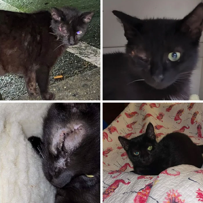 30 Before And After Pics Of Rescue Cats That Have Flourished Since Being Adopted (New Pics)