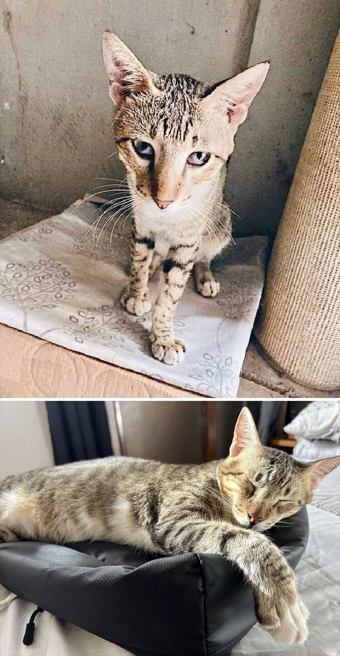 30 Before And After Pics Of Rescue Cats That Have Flourished Since Being Adopted (New Pics)