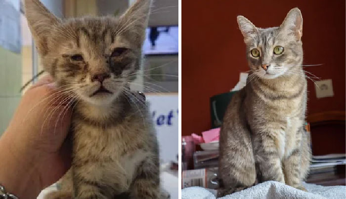 30 Before And After Pics Of Rescue Cats That Have Flourished Since Being Adopted (New Pics)
