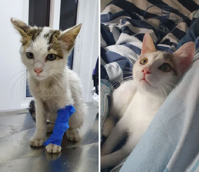 30 Before And After Pics Of Rescue Cats That Have Flourished Since Being Adopted (New Pics)