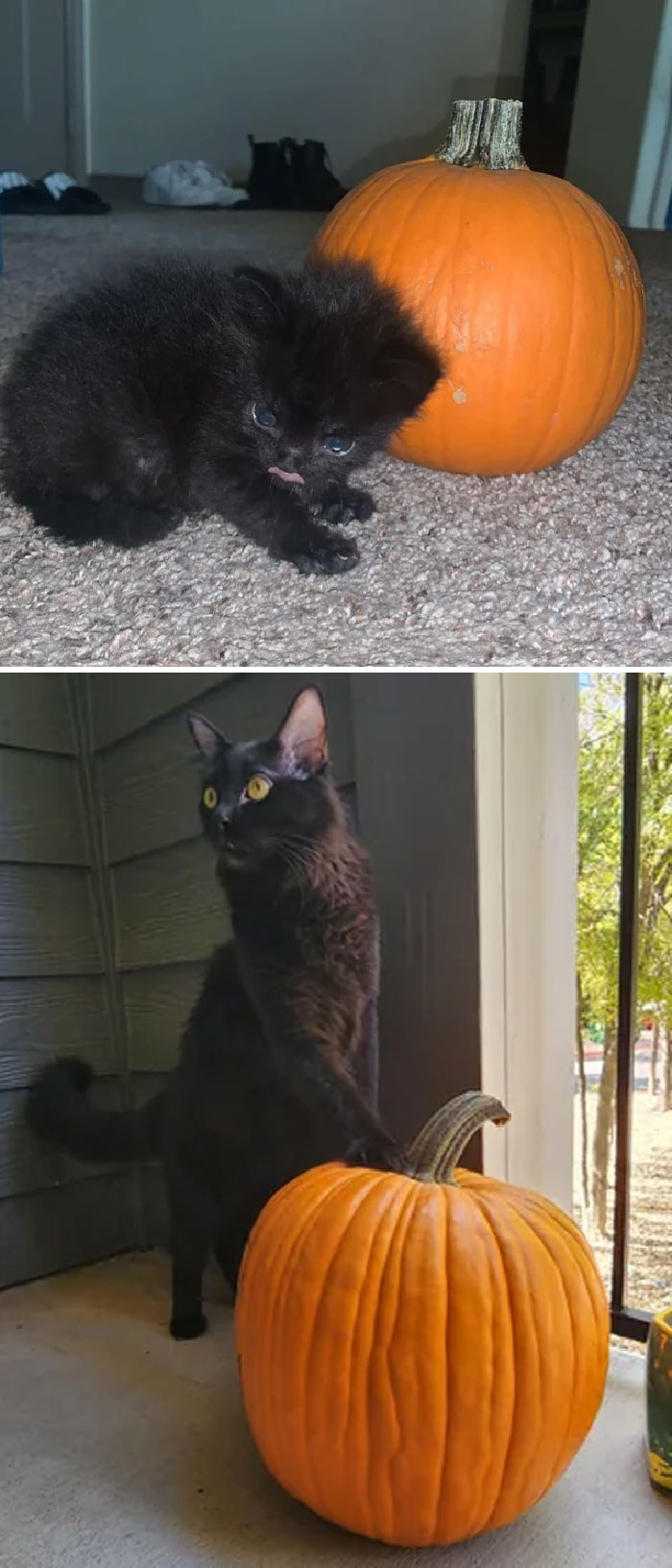 30 Before And After Pics Of Rescue Cats That Have Flourished Since Being Adopted (New Pics)