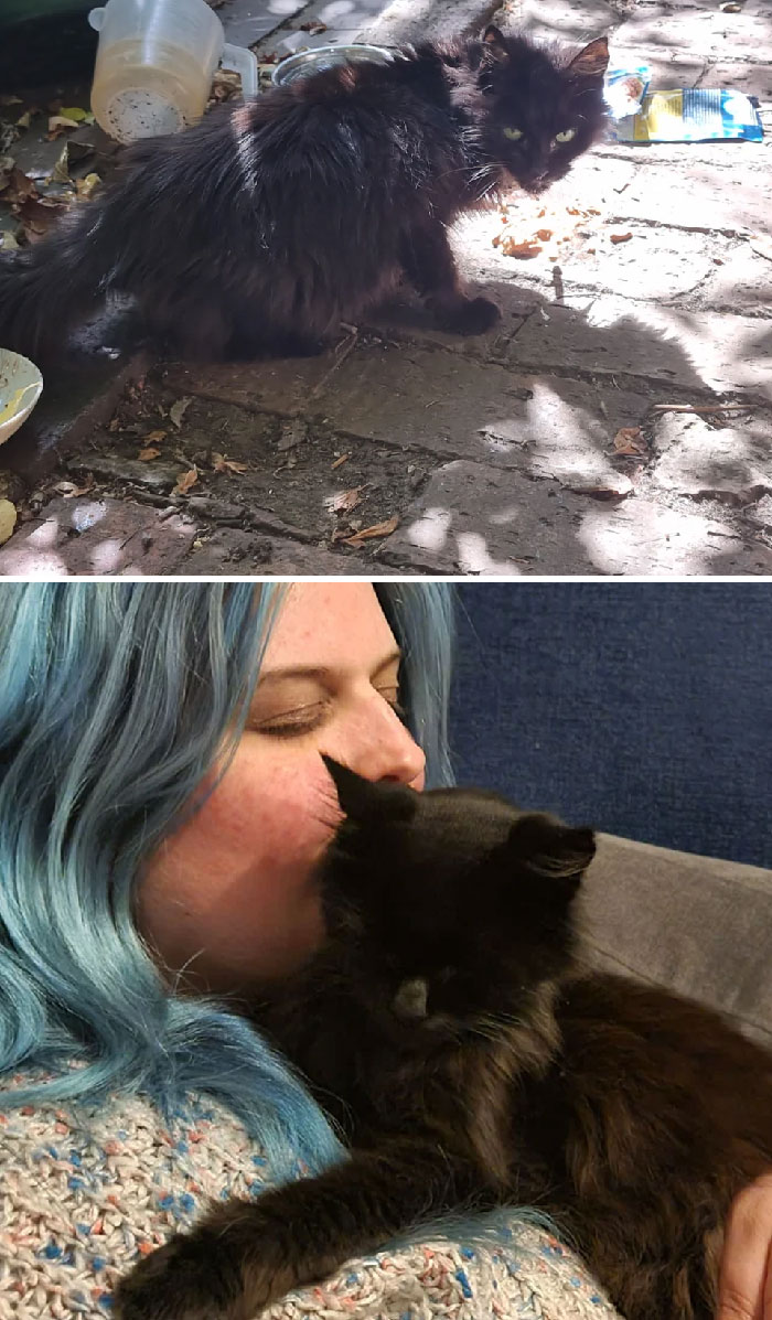 30 Before And After Pics Of Rescue Cats That Have Flourished Since Being Adopted (New Pics)