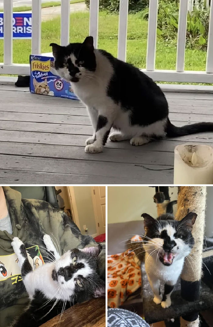30 Before And After Pics Of Rescue Cats That Have Flourished Since Being Adopted (New Pics)