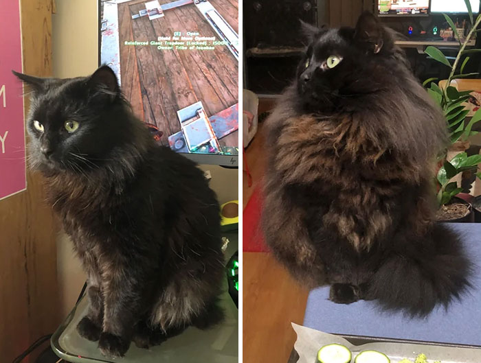 30 Before And After Pics Of Rescue Cats That Have Flourished Since Being Adopted (New Pics)