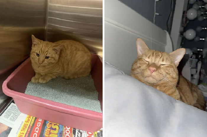 30 Before And After Pics Of Rescue Cats That Have Flourished Since Being Adopted (New Pics)