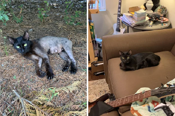30 Before And After Pics Of Rescue Cats That Have Flourished Since Being Adopted (New Pics)