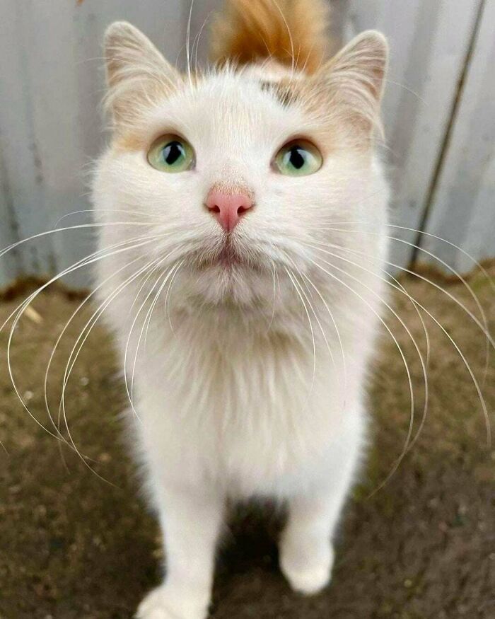 40 Of The Most Heartwarming Pics And Stories Of Happily Adopted Pets (May Edition) 40 Of The Most Heartwarming Pics And Stories Of Happily Adopted Pets (May Edition)