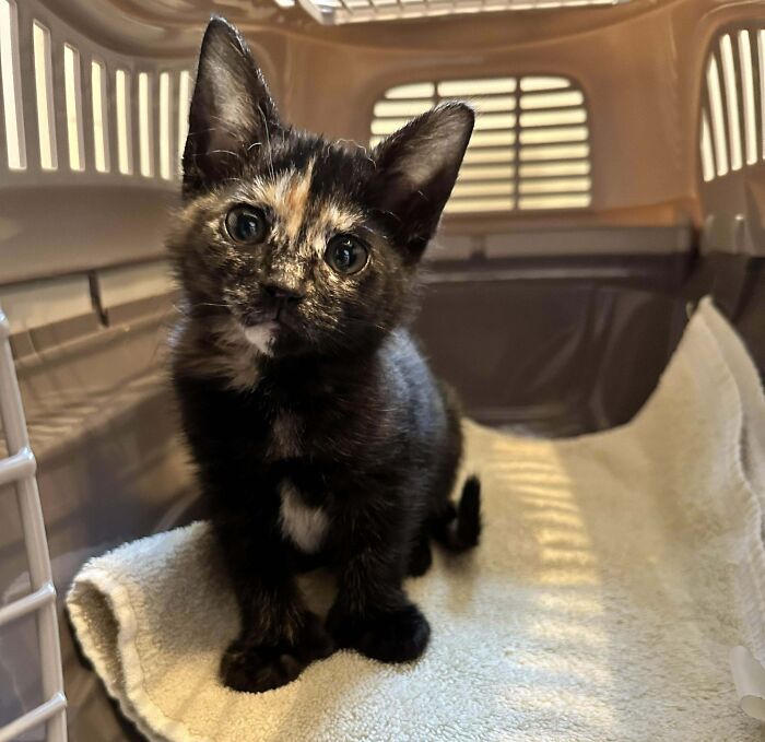 40 Of The Most Heartwarming Pics And Stories Of Happily Adopted Pets (May Edition) 40 Of The Most Heartwarming Pics And Stories Of Happily Adopted Pets (May Edition)