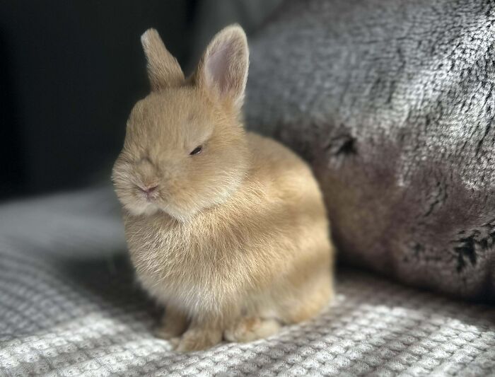 40 Of The Most Heartwarming Pics And Stories Of Happily Adopted Pets (May Edition) 40 Of The Most Heartwarming Pics And Stories Of Happily Adopted Pets (May Edition)