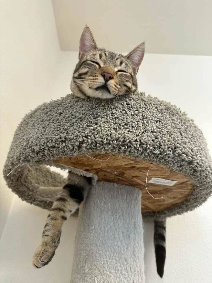 40 Of The Most Heartwarming Pics And Stories Of Happily Adopted Pets (May Edition) 40 Of The Most Heartwarming Pics And Stories Of Happily Adopted Pets (May Edition)