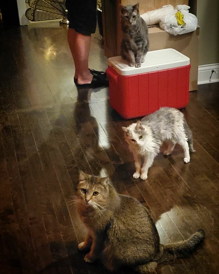 This Elder Cat Has Outlived Her Previous Owners And Now Lives With 2 Other Cats That Are Each A Decade Apart