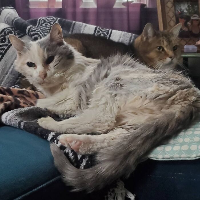 This Elder Cat Has Outlived Her Previous Owners And Now Lives With 2 Other Cats That Are Each A Decade Apart
