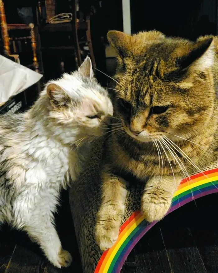 This Elder Cat Has Outlived Her Previous Owners And Now Lives With 2 Other Cats That Are Each A Decade Apart