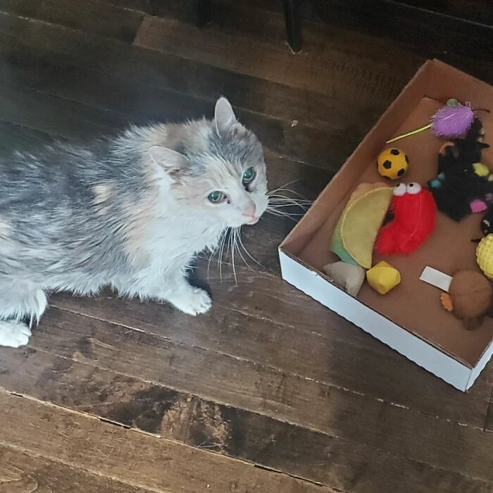 This Elder Cat Has Outlived Her Previous Owners And Now Lives With 2 Other Cats That Are Each A Decade Apart