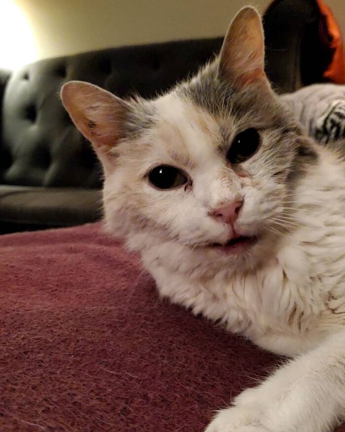 This Elder Cat Has Outlived Her Previous Owners And Now Lives With 2 Other Cats That Are Each A Decade Apart