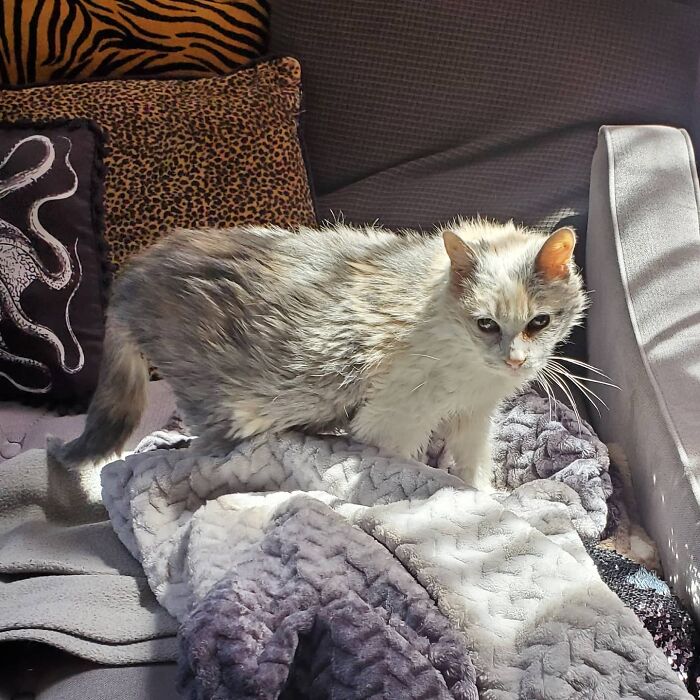 This Elder Cat Has Outlived Her Previous Owners And Now Lives With 2 Other Cats That Are Each A Decade Apart