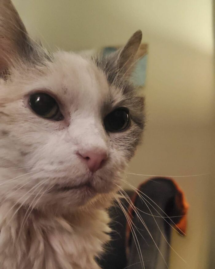 This Elder Cat Has Outlived Her Previous Owners And Now Lives With 2 Other Cats That Are Each A Decade Apart