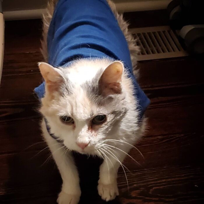 This Elder Cat Has Outlived Her Previous Owners And Now Lives With 2 Other Cats That Are Each A Decade Apart