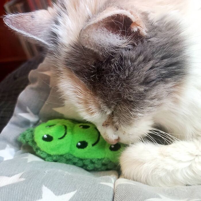 This Elder Cat Has Outlived Her Previous Owners And Now Lives With 2 Other Cats That Are Each A Decade Apart