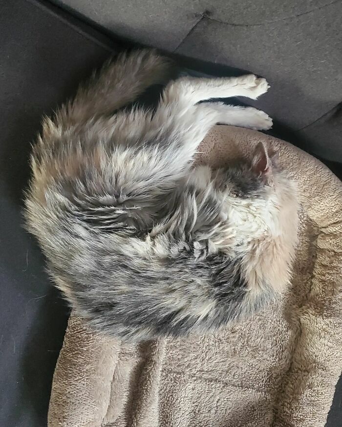 This Elder Cat Has Outlived Her Previous Owners And Now Lives With 2 Other Cats That Are Each A Decade Apart