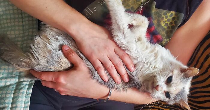 This Elder Cat Has Outlived Her Previous Owners And Now Lives With 2 Other Cats That Are Each A Decade Apart