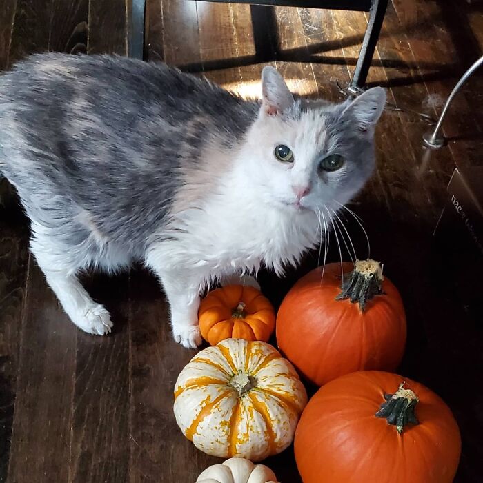 This Elder Cat Has Outlived Her Previous Owners And Now Lives With 2 Other Cats That Are Each A Decade Apart