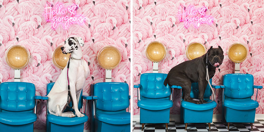 We Set Up A Photo Booth To Take Funny And Wholesome Photos Of Pets, And Here Are The Best 21 Pictures We Set Up A Photo Booth To Take Funny And Wholesome Photos Of Pets, And Here Are The Best 21 Pictures