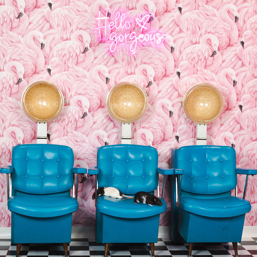 We Set Up A Photo Booth To Take Funny And Wholesome Photos Of Pets, And Here Are The Best 21 Pictures We Set Up A Photo Booth To Take Funny And Wholesome Photos Of Pets, And Here Are The Best 21 Pictures