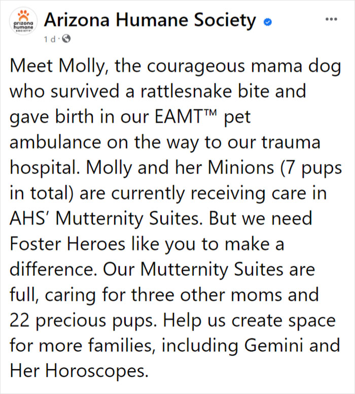 Dog Gives Birth To 7 Puppies On The Way To The Hospital Where She Was Taken Because Of A Rattlesnake Bite Dog Gives Birth To 7 Puppies On The Way To The Hospital Where She Was Taken Because Of A Rattlesnake Bite