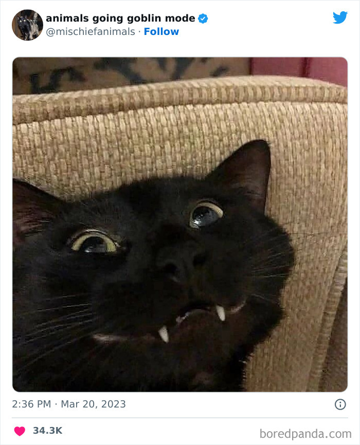 50 Times Animals Acted So Hilariously Devious, They Ended Up Being Shared On The “Animals Going Goblin Mode” Twitter Account (New Pics) 50 Times Animals Acted So Hilariously Devious, They Ended Up Being Shared On The “Animals Going Goblin Mode” Twitter Account (New Pics)