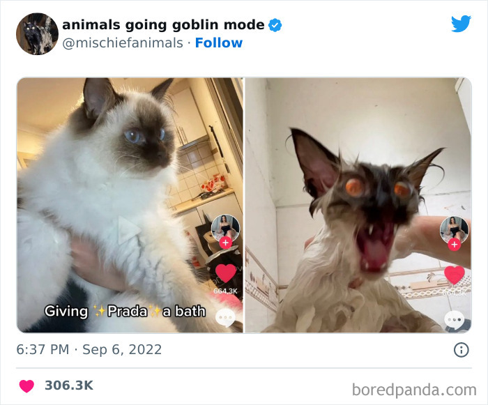 50 Times Animals Acted So Hilariously Devious, They Ended Up Being Shared On The “Animals Going Goblin Mode” Twitter Account (New Pics) 50 Times Animals Acted So Hilariously Devious, They Ended Up Being Shared On The “Animals Going Goblin Mode” Twitter Account (New Pics)
