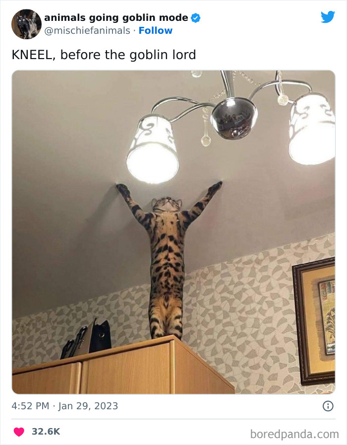 50 Times Animals Acted So Hilariously Devious, They Ended Up Being Shared On The “Animals Going Goblin Mode” Twitter Account (New Pics) 50 Times Animals Acted So Hilariously Devious, They Ended Up Being Shared On The “Animals Going Goblin Mode” Twitter Account (New Pics)