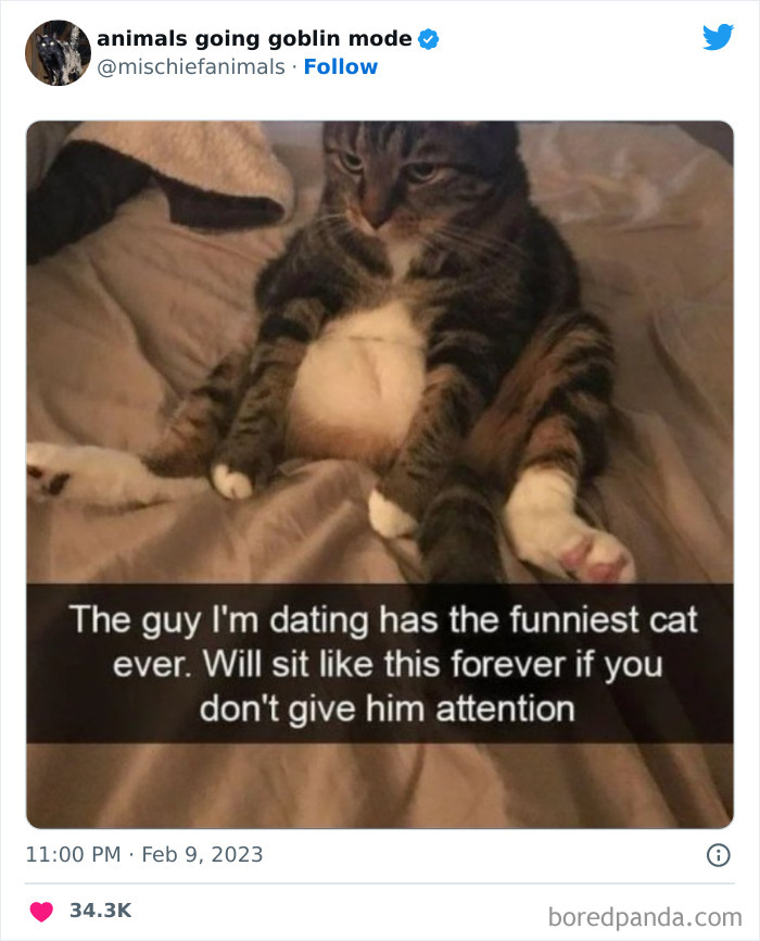 50 Times Animals Acted So Hilariously Devious, They Ended Up Being Shared On The “Animals Going Goblin Mode” Twitter Account (New Pics) 50 Times Animals Acted So Hilariously Devious, They Ended Up Being Shared On The “Animals Going Goblin Mode” Twitter Account (New Pics)