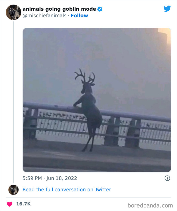 50 Times Animals Acted So Hilariously Devious, They Ended Up Being Shared On The “Animals Going Goblin Mode” Twitter Account (New Pics) 50 Times Animals Acted So Hilariously Devious, They Ended Up Being Shared On The “Animals Going Goblin Mode” Twitter Account (New Pics)