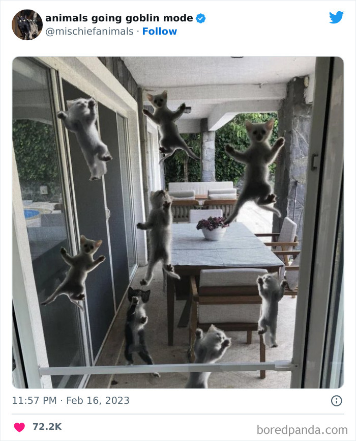 50 Times Animals Acted So Hilariously Devious, They Ended Up Being Shared On The “Animals Going Goblin Mode” Twitter Account (New Pics) 50 Times Animals Acted So Hilariously Devious, They Ended Up Being Shared On The “Animals Going Goblin Mode” Twitter Account (New Pics)