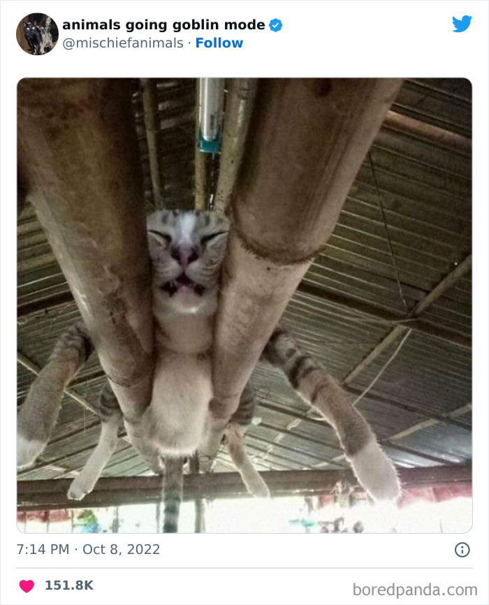 50 Times Animals Acted So Hilariously Devious, They Ended Up Being Shared On The “Animals Going Goblin Mode” Twitter Account (New Pics) 50 Times Animals Acted So Hilariously Devious, They Ended Up Being Shared On The “Animals Going Goblin Mode” Twitter Account (New Pics)