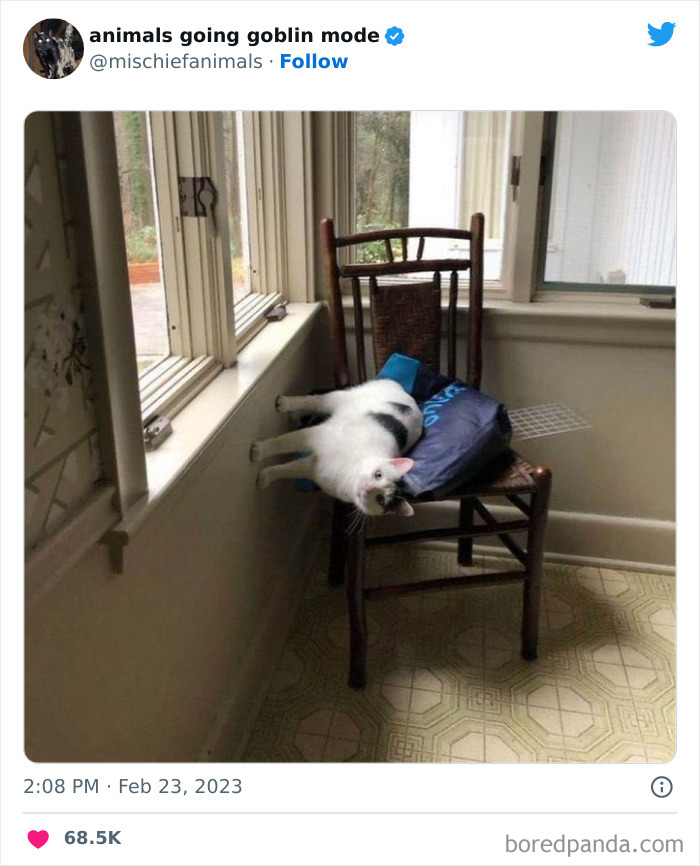 50 Times Animals Acted So Hilariously Devious, They Ended Up Being Shared On The “Animals Going Goblin Mode” Twitter Account (New Pics) 50 Times Animals Acted So Hilariously Devious, They Ended Up Being Shared On The “Animals Going Goblin Mode” Twitter Account (New Pics)