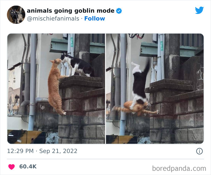50 Times Animals Acted So Hilariously Devious, They Ended Up Being Shared On The “Animals Going Goblin Mode” Twitter Account (New Pics) 50 Times Animals Acted So Hilariously Devious, They Ended Up Being Shared On The “Animals Going Goblin Mode” Twitter Account (New Pics)