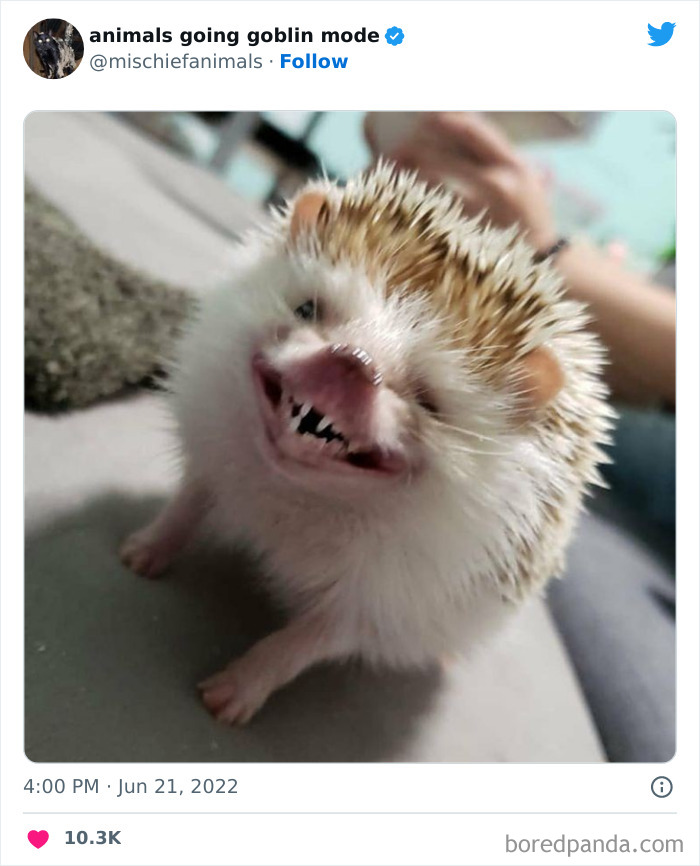 50 Times Animals Acted So Hilariously Devious, They Ended Up Being Shared On The “Animals Going Goblin Mode” Twitter Account (New Pics) 50 Times Animals Acted So Hilariously Devious, They Ended Up Being Shared On The “Animals Going Goblin Mode” Twitter Account (New Pics)