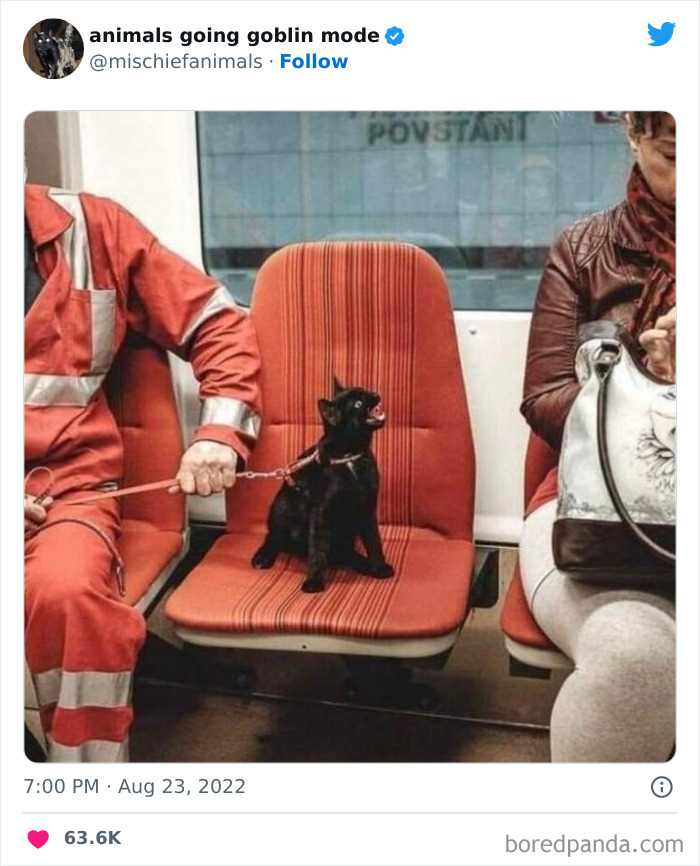 50 Times Animals Acted So Hilariously Devious, They Ended Up Being Shared On The “Animals Going Goblin Mode” Twitter Account (New Pics) 50 Times Animals Acted So Hilariously Devious, They Ended Up Being Shared On The “Animals Going Goblin Mode” Twitter Account (New Pics)