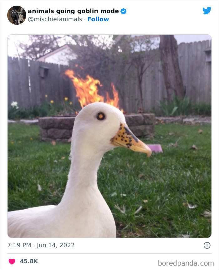 50 Times Animals Acted So Hilariously Devious, They Ended Up Being Shared On The “Animals Going Goblin Mode” Twitter Account (New Pics) 50 Times Animals Acted So Hilariously Devious, They Ended Up Being Shared On The “Animals Going Goblin Mode” Twitter Account (New Pics)