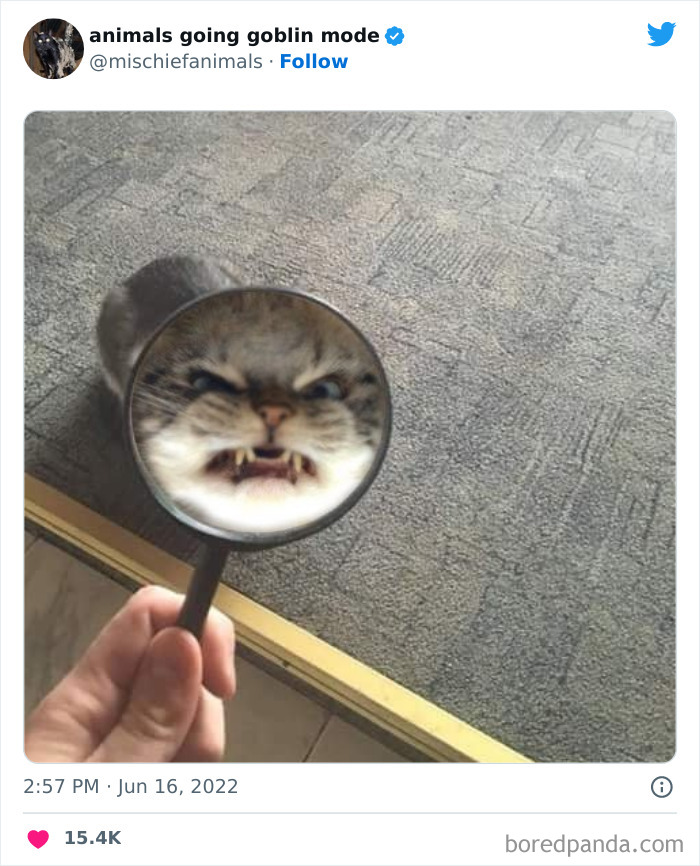 50 Times Animals Acted So Hilariously Devious, They Ended Up Being Shared On The “Animals Going Goblin Mode” Twitter Account (New Pics) 50 Times Animals Acted So Hilariously Devious, They Ended Up Being Shared On The “Animals Going Goblin Mode” Twitter Account (New Pics)