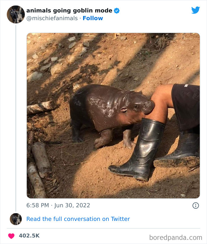 50 Times Animals Acted So Hilariously Devious, They Ended Up Being Shared On The “Animals Going Goblin Mode” Twitter Account (New Pics) 50 Times Animals Acted So Hilariously Devious, They Ended Up Being Shared On The “Animals Going Goblin Mode” Twitter Account (New Pics)