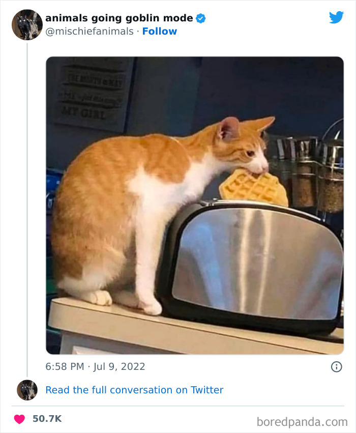 50 Times Animals Acted So Hilariously Devious, They Ended Up Being Shared On The “Animals Going Goblin Mode” Twitter Account (New Pics) 50 Times Animals Acted So Hilariously Devious, They Ended Up Being Shared On The “Animals Going Goblin Mode” Twitter Account (New Pics)