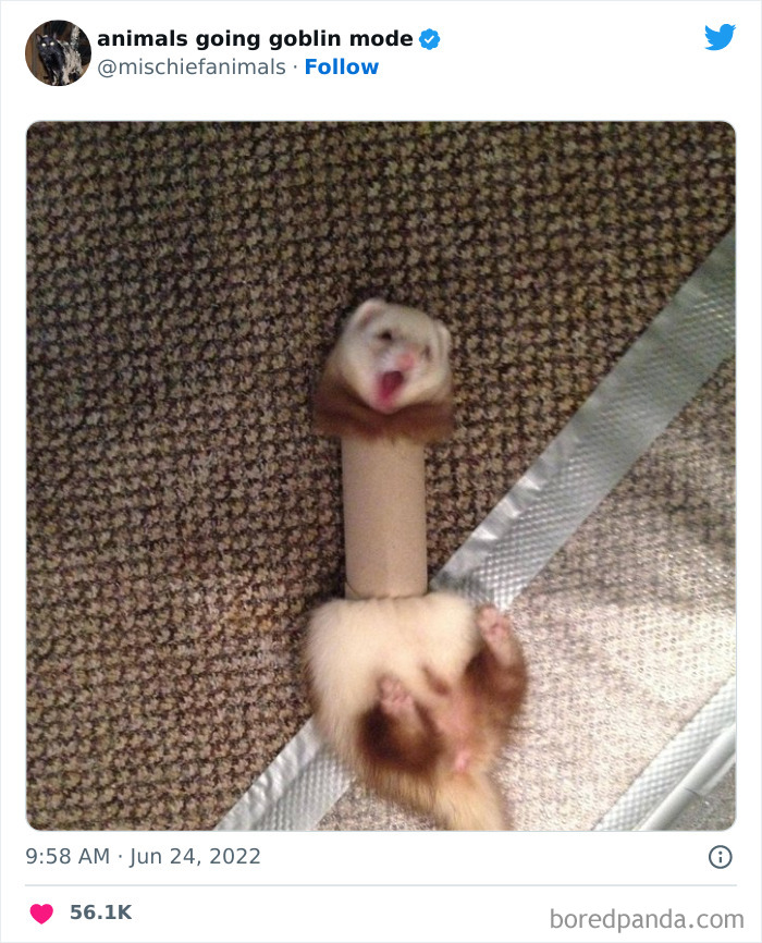 50 Times Animals Acted So Hilariously Devious, They Ended Up Being Shared On The “Animals Going Goblin Mode” Twitter Account (New Pics) 50 Times Animals Acted So Hilariously Devious, They Ended Up Being Shared On The “Animals Going Goblin Mode” Twitter Account (New Pics)