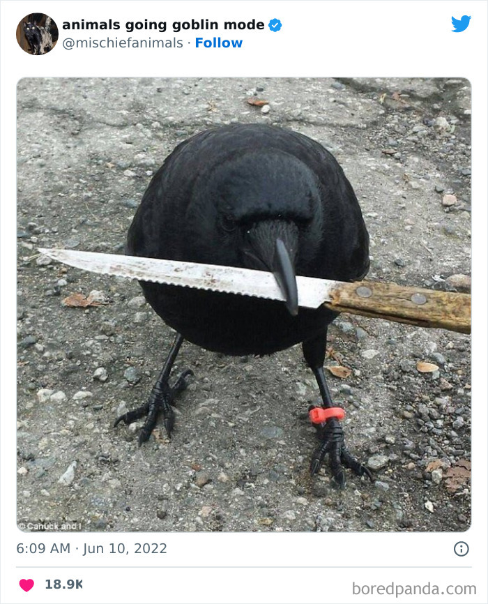 50 Times Animals Acted So Hilariously Devious, They Ended Up Being Shared On The “Animals Going Goblin Mode” Twitter Account (New Pics) 50 Times Animals Acted So Hilariously Devious, They Ended Up Being Shared On The “Animals Going Goblin Mode” Twitter Account (New Pics)